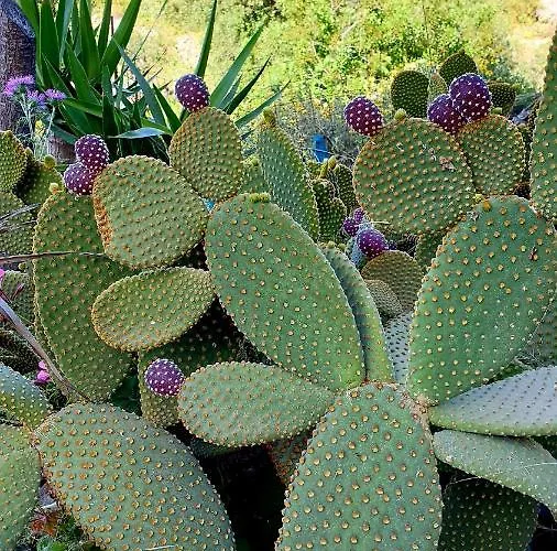 Roumatsali - Hidden 2br Historical Gem Lejlighed *